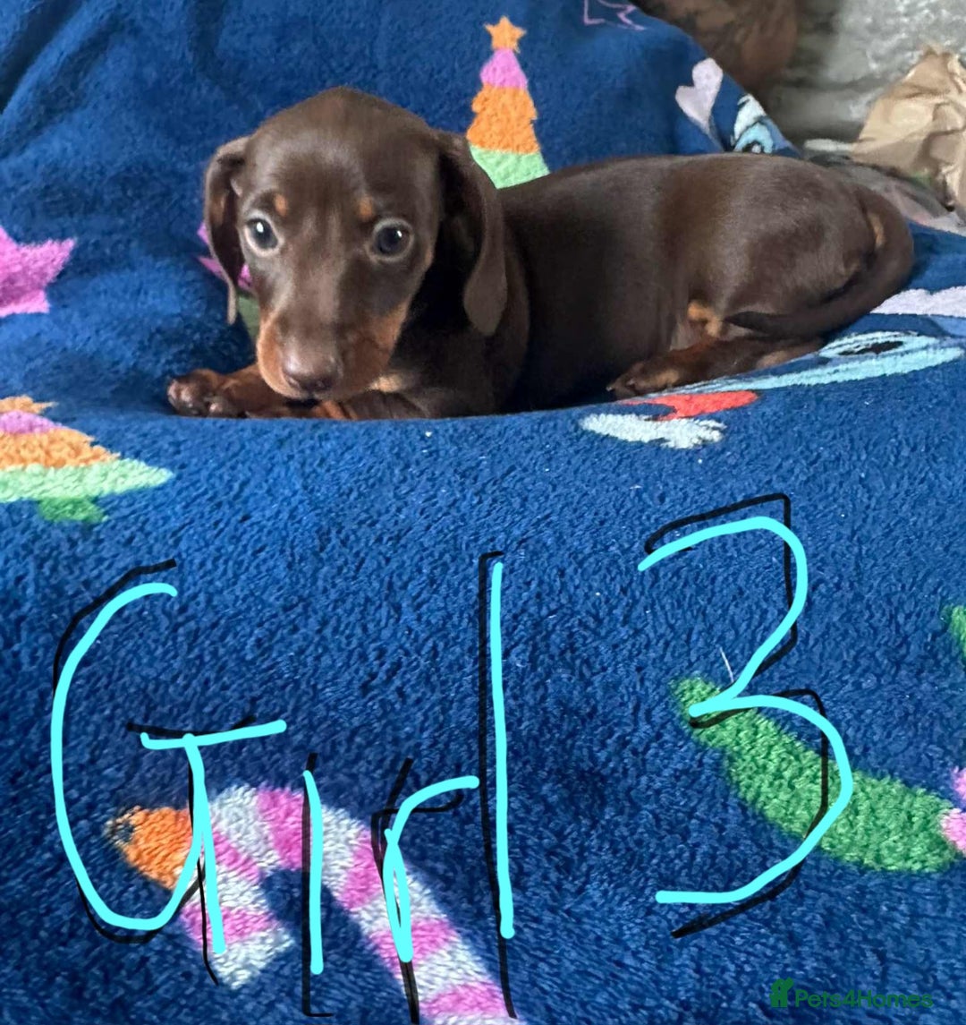 Dachshund dogs for sale: Puppies for sale - Image 6