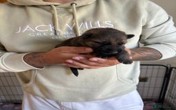 German Shepherd dogs for sale: KC Registered Working Line German Shepherd Puppies - Image 6