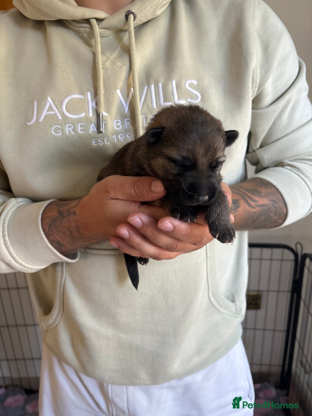 German Shepherd dogs for sale: KC Registered Working Line German Shepherd Puppies - Image 6