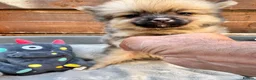 Pomeranian dogs for sale: ✨🐶 9  Beautiful Pomeranian Puppies  - Advert 33