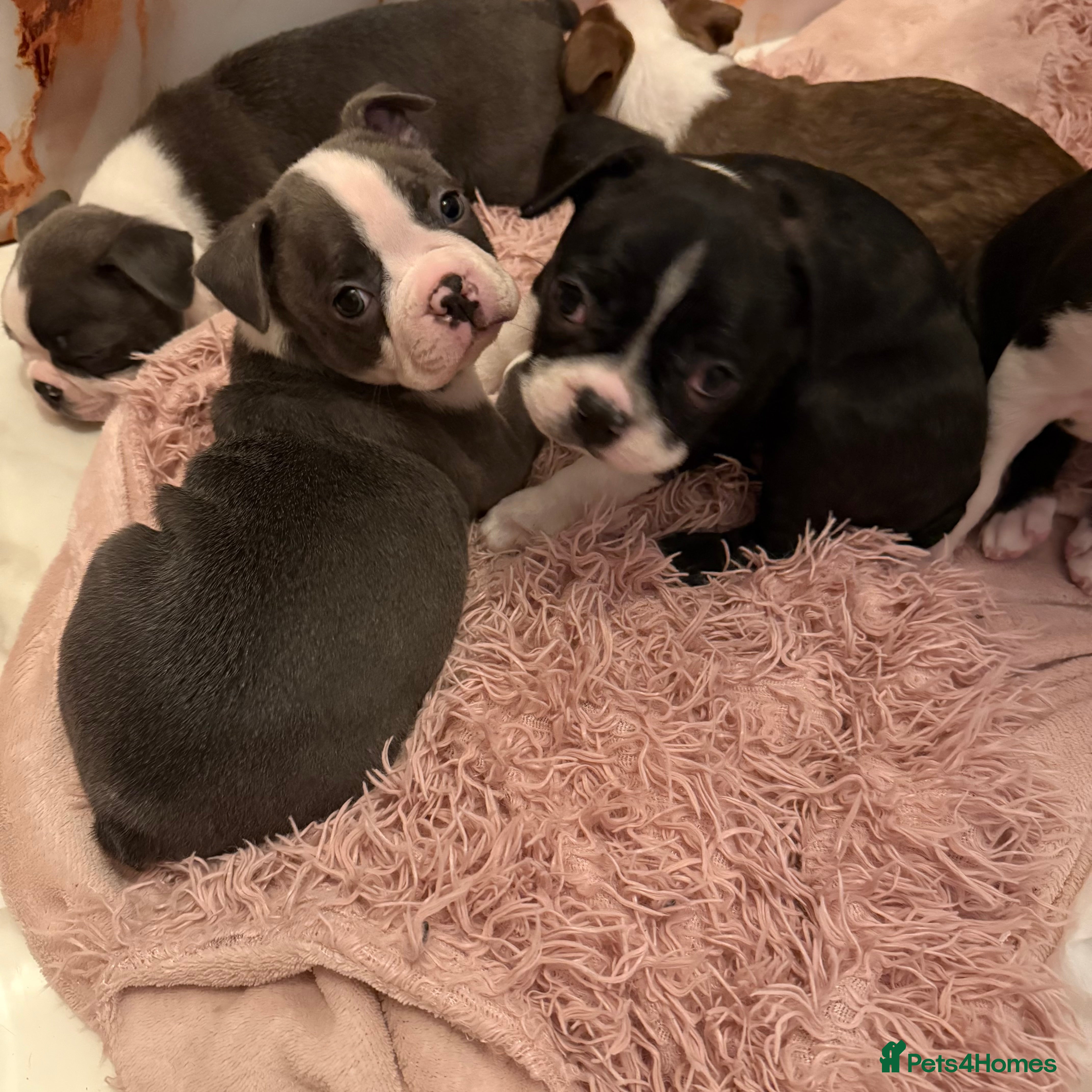 Boston Terrier dogs KC reg beautiful Boston Terrier ready next week - Advert 1