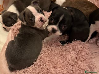 Boston Terrier dogs KC reg beautiful Boston Terrier ready next week - Advert 2