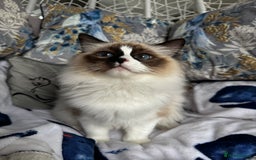 Ragdoll cats for sale: LAST ONE -VERY SPECIAL GIRL AVAILABLE  in Castleford - Advert 1