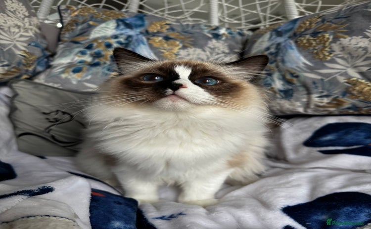 Ragdoll cats in Castleford - Advert 2