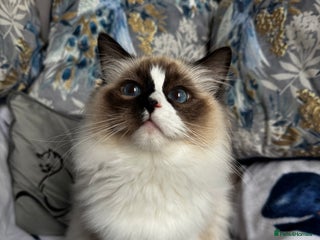 Ragdoll cats in Castleford - Advert 15