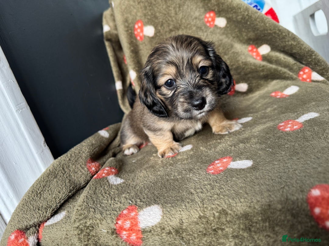 Miniature Dachshund dogs for sale: Cream&Shaded KC reg. PRA clear 4 weeks old - Image 7