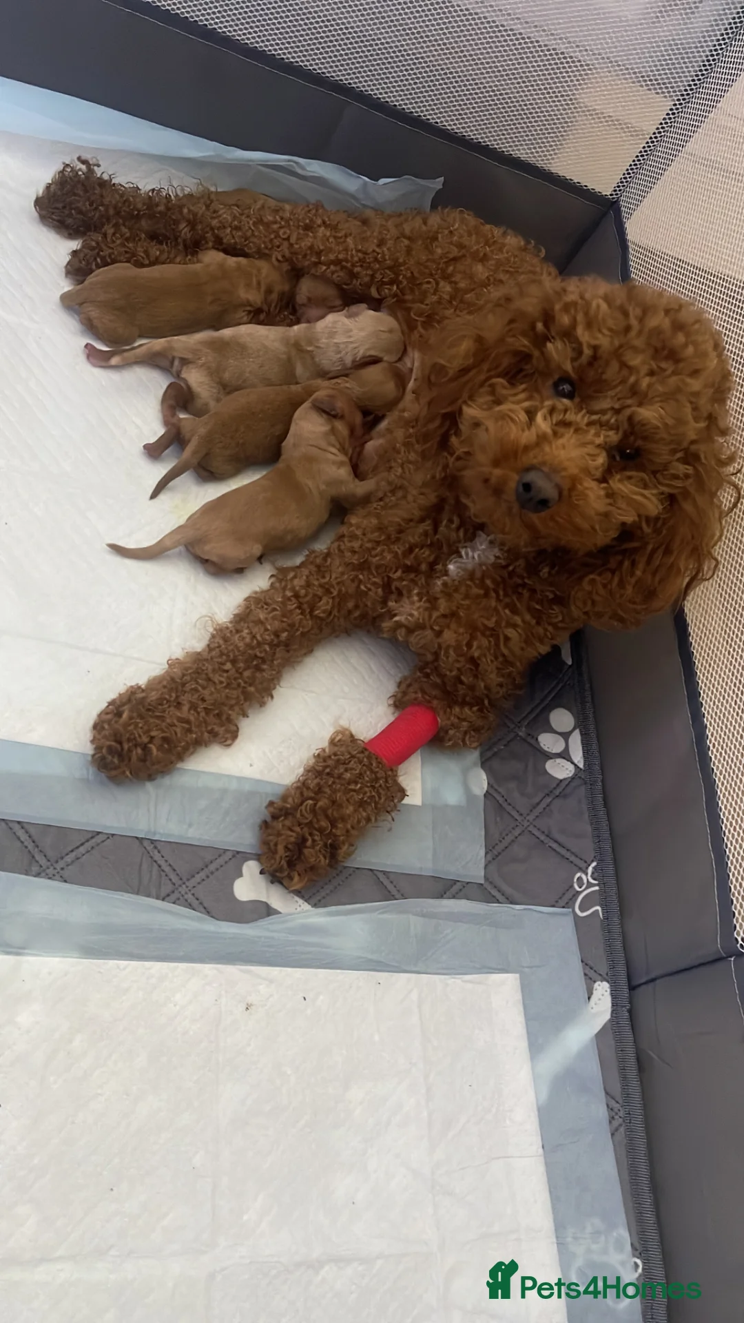 Cockapoo dogs for sale: Toy Cockapoo puppies in Milton Keynes - Advert 1