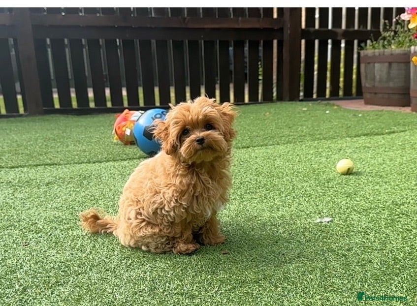 Maltipoo dogs Tiny Asian Maltipoo. DNA tested parents. - Advert 2