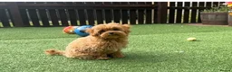 Maltipoo dogs for sale: Tiny Asian Maltipoo. DNA tested parents. - Advert 8