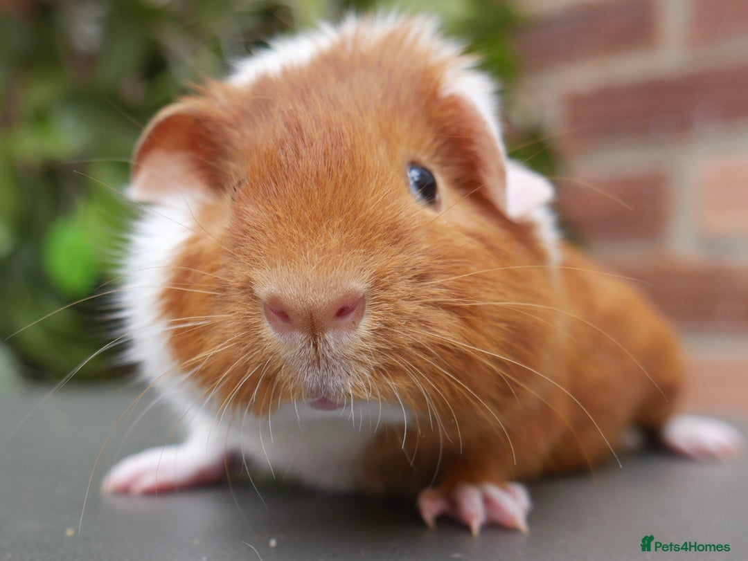 Guinea Pig rodents for sale: Baby girl and boy guinea pigs  - Image 3