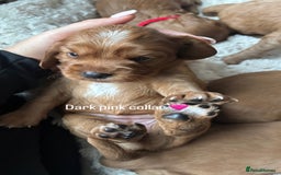 Cockalier dogs for sale: Cockalier puppies for sale  - Image 7
