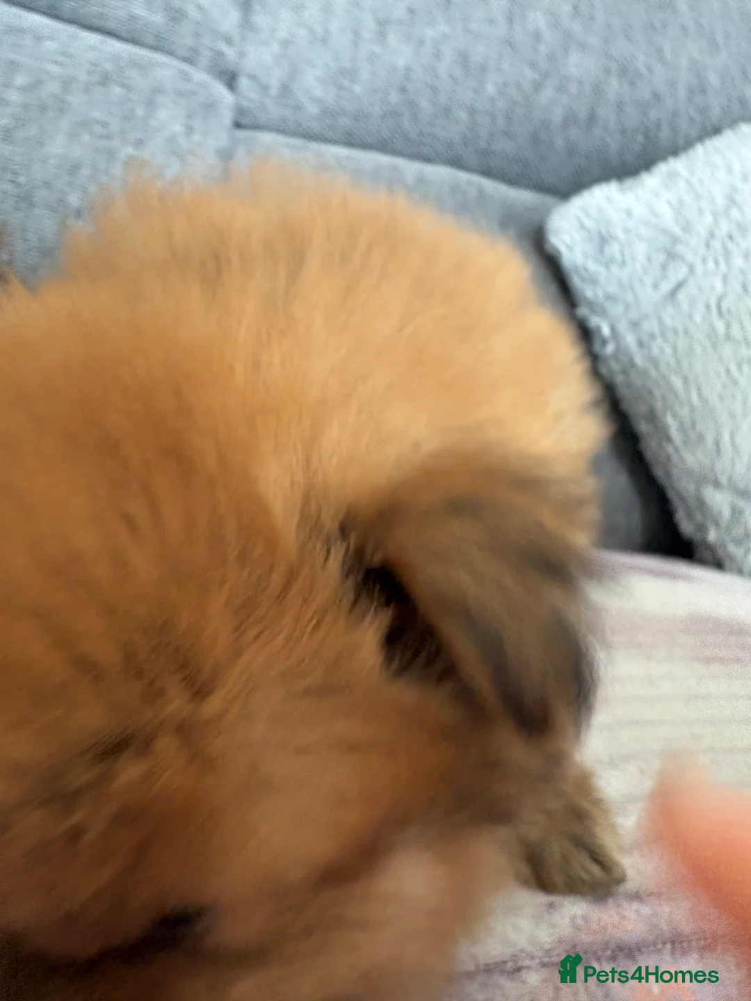 Pomeranian dogs for sale: Pomeranian Puppies - Advert 13