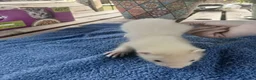 Ferret rodents for sale: Beautiful Ferret Kits for sale  - Advert 8