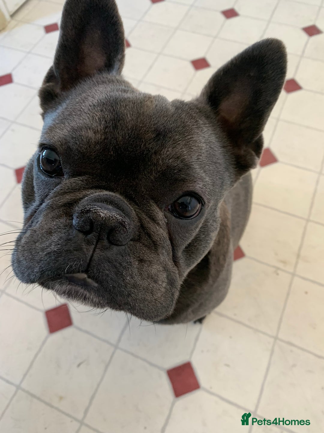 French Bulldog dogs for sale: french bulldog - Advert 2