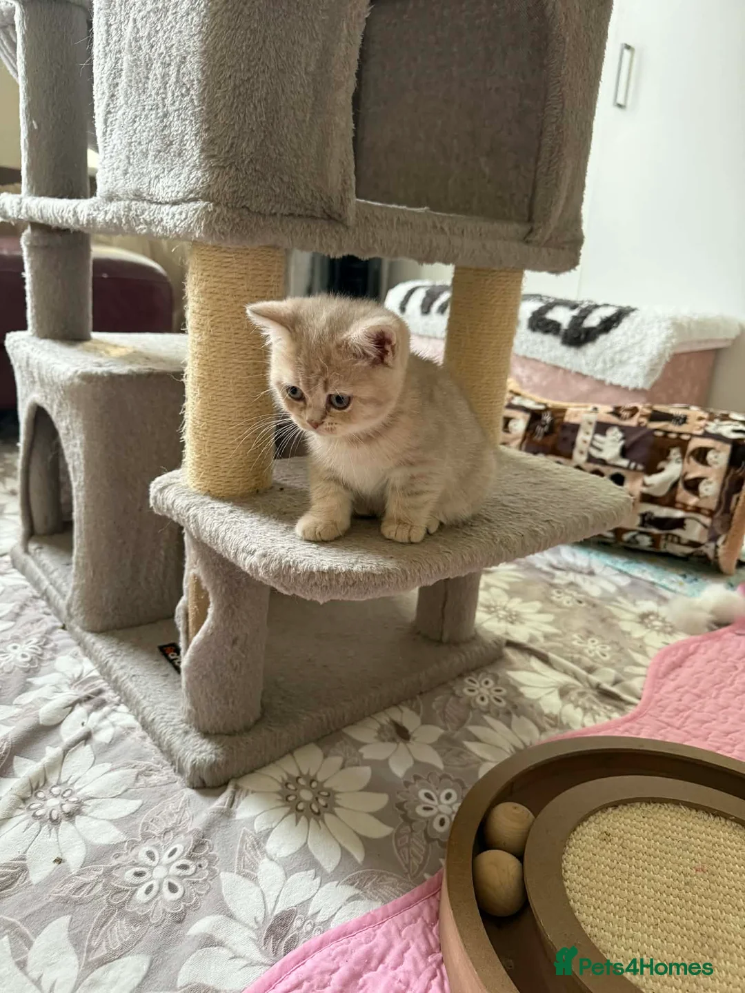 British Shorthair cats for sale: BSH kittens for sale  - Advert 2