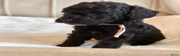 Cavapoo dogs for sale: Premium Quality Teddy Toy Cavapoos F1B - Advert 25