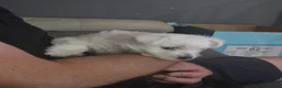 West Highland Terrier dogs for sale: Gorgeous pedigree westie pups - Advert 16