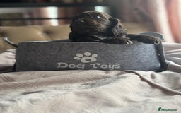 Cockapoo dogs for sale: Beautiful Cockerpoo puppies - Image 37