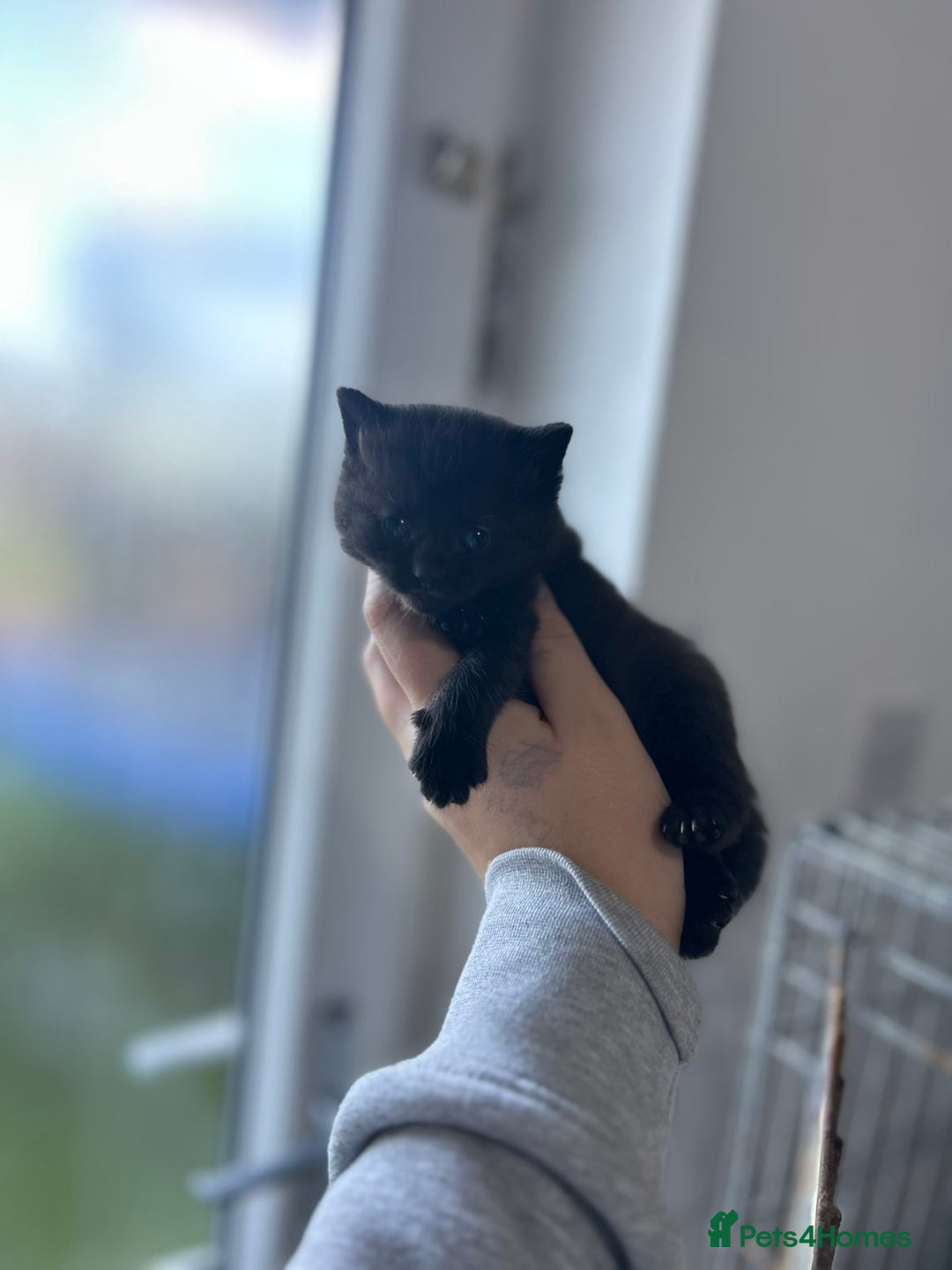 Mixed Breed cats for sale: Beautiful litter  - Advert 8