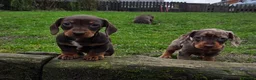 Miniature Dachshund dogs for sale: 2 Gorgeous Miniature Dachshund puppies- PRA clear - Advert 2