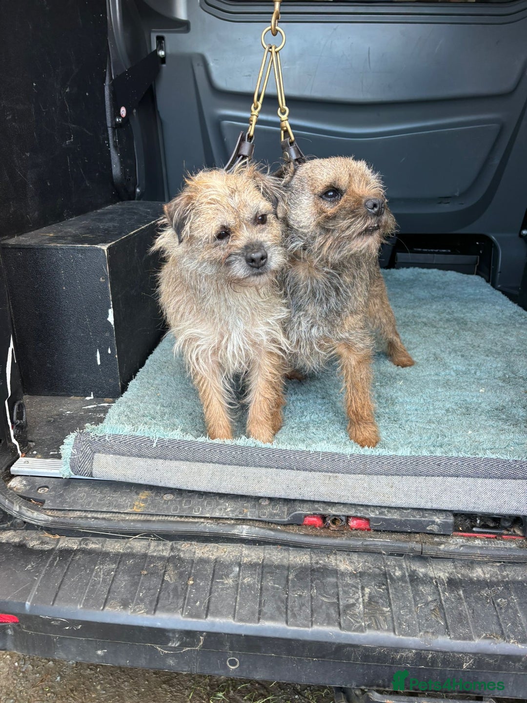 Border Terrier dogs for sale: Border terrier pups  - Advert 8