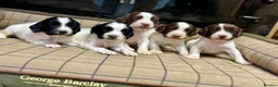 English Springer Spaniel dogs for sale: Gorgeous KC Springer Spaniels with excellent lines - Advert 21