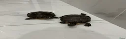 Turtle reptiles for sale: River Cooter Turtles - Male Pair - Advert 2