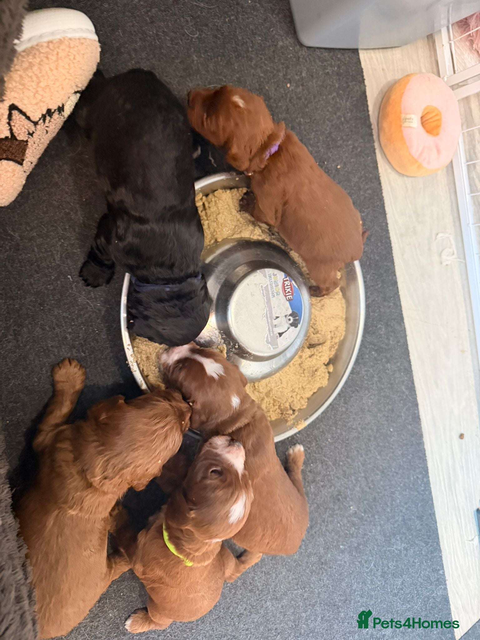 Cockapoo dogs Kc dna health clear parents champion bloodline  - Advert 1