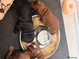 Cockapoo dogs Kc dna health clear parents champion bloodline - Advert 7