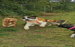 Saint Bernard dogs for sale: Saint Bernard puppies  - Image 35