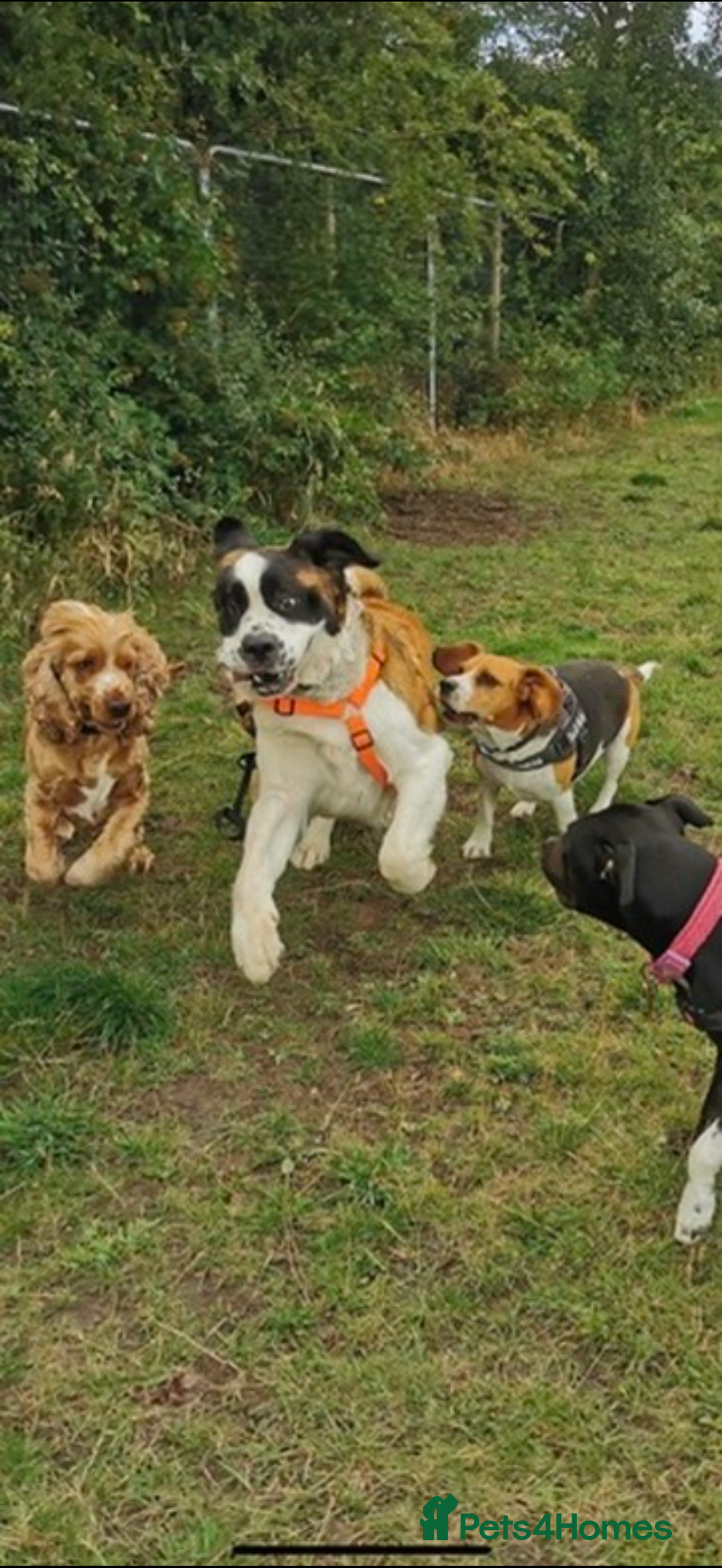 Saint Bernard dogs for sale: Saint Bernard puppies  - Image 35