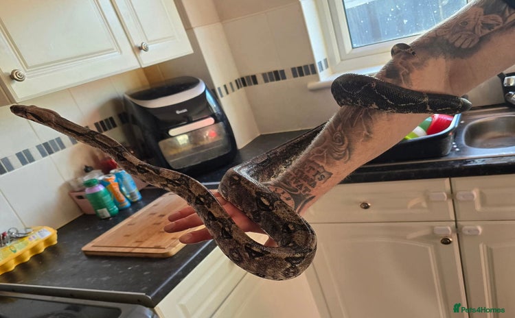 Boa Snake reptiles - Advert 1