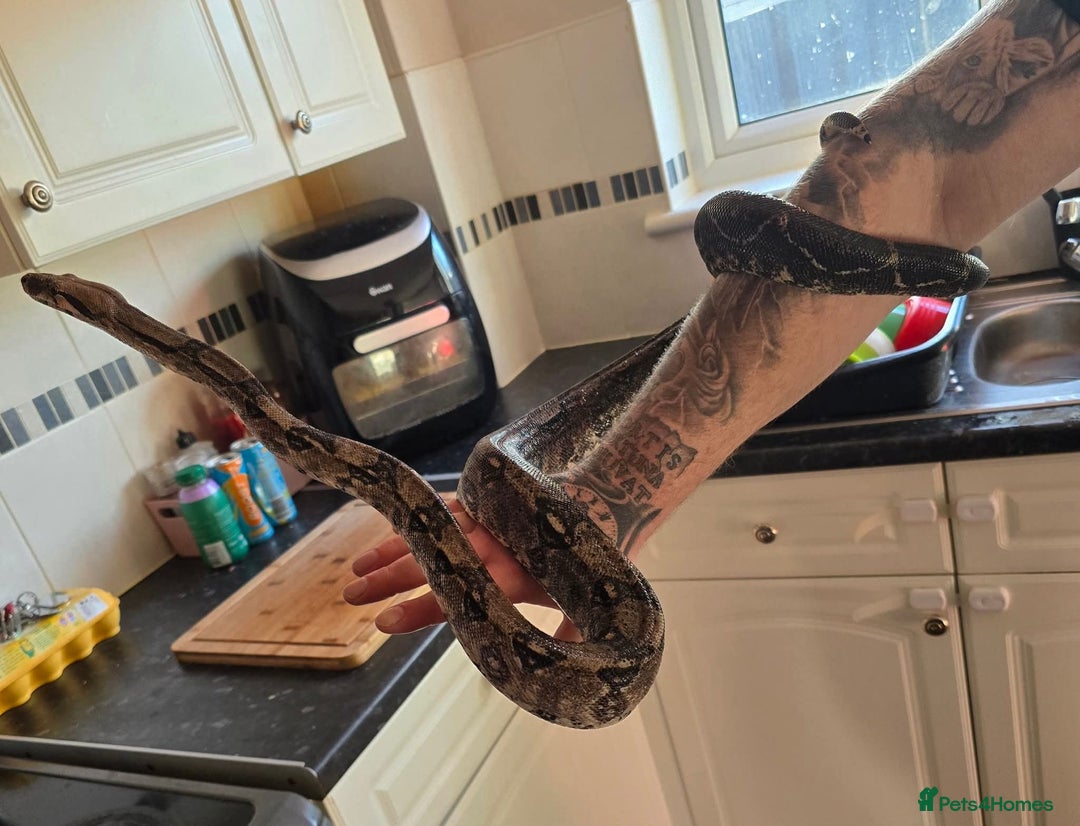 Boa Snake reptiles for sale: Crawl cay dwarf boas - Image 1