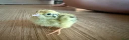 Quail poultry for sale: 6 Quails - rehoming - 6 weeks old in Beckenham - Advert 4