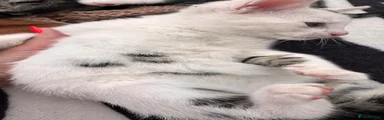 Mixed Breed Kitten 3