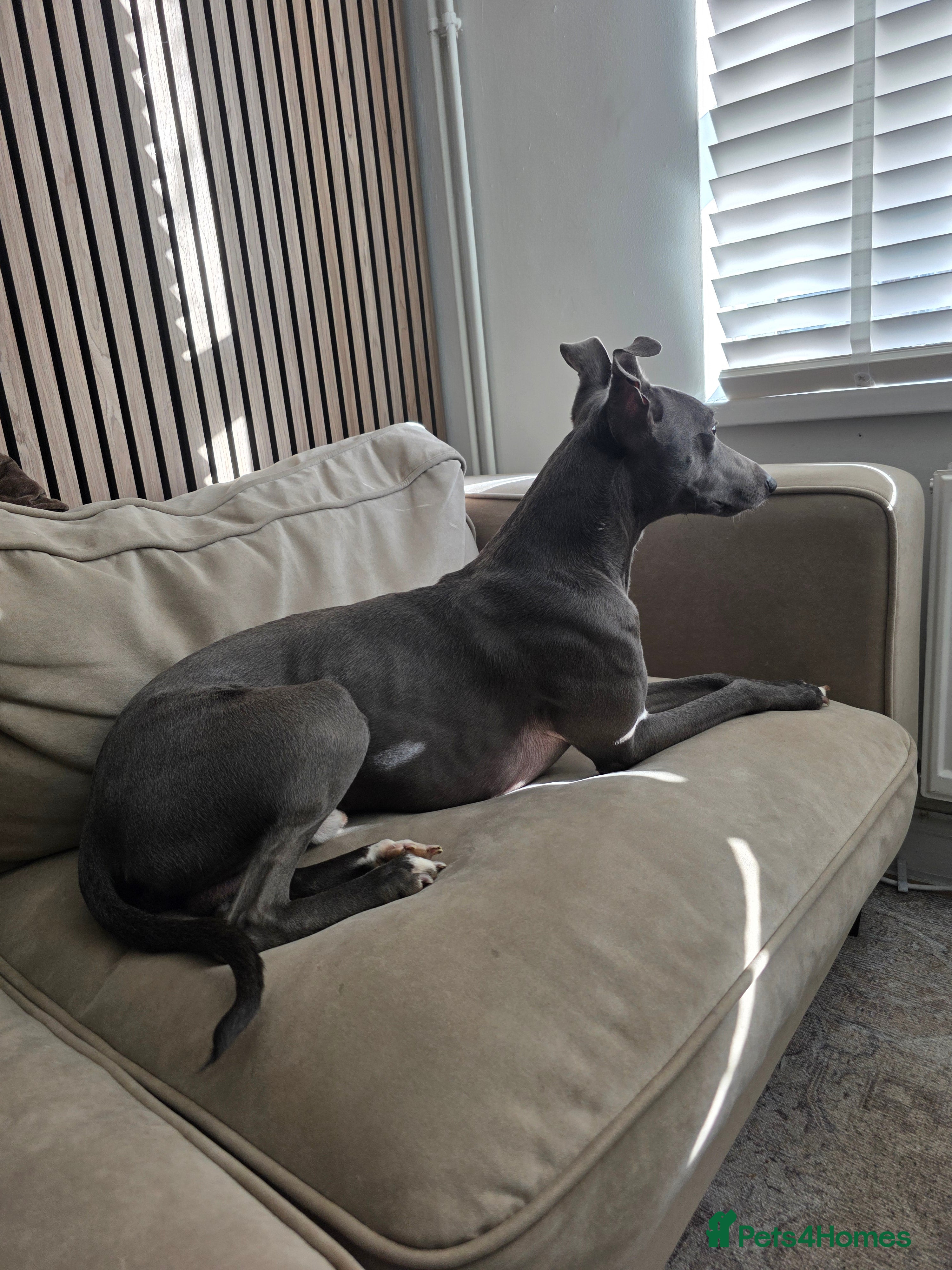 Mixed Breed dogs Whippet/lurcher - Advert 2