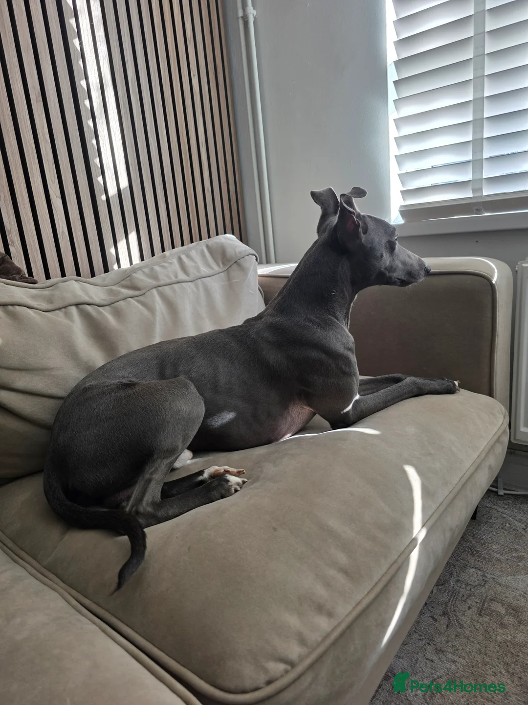 Mixed Breed dogs for sale: Whippet/lurcher - Advert 1