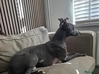 Mixed Breed dogs Whippet/lurcher - Advert 3