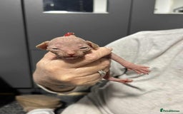 Sphynx cats for sale: 7 Sphynx Kittens  - Image 6