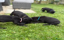 Labrador Retriever dogs for sale: KC Registered Black Labrador Pups 🐾 - Image 12