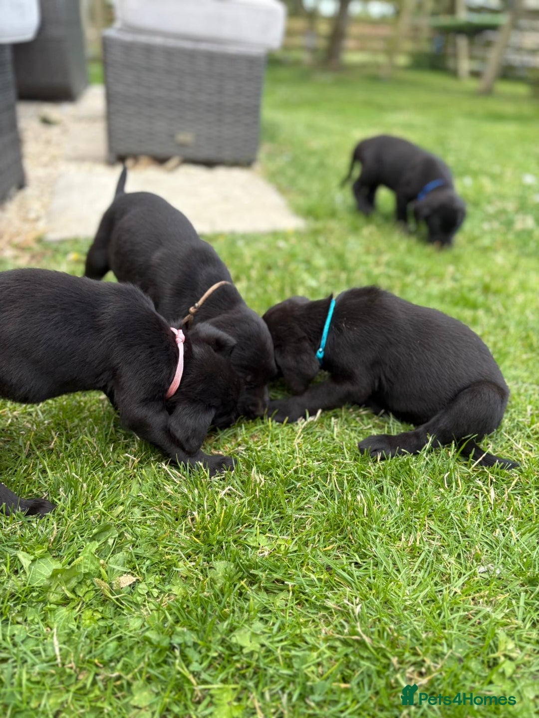 Labrador Retriever dogs for sale: KC Registered Black Labrador Pups 🐾 - Image 12