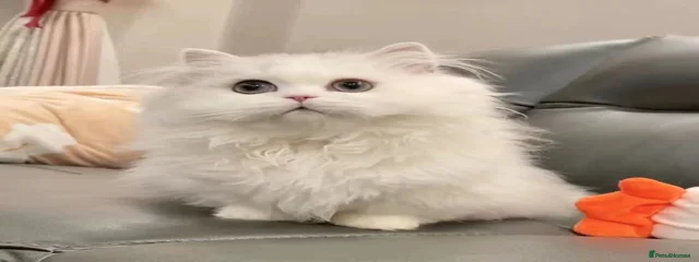 Meimei
