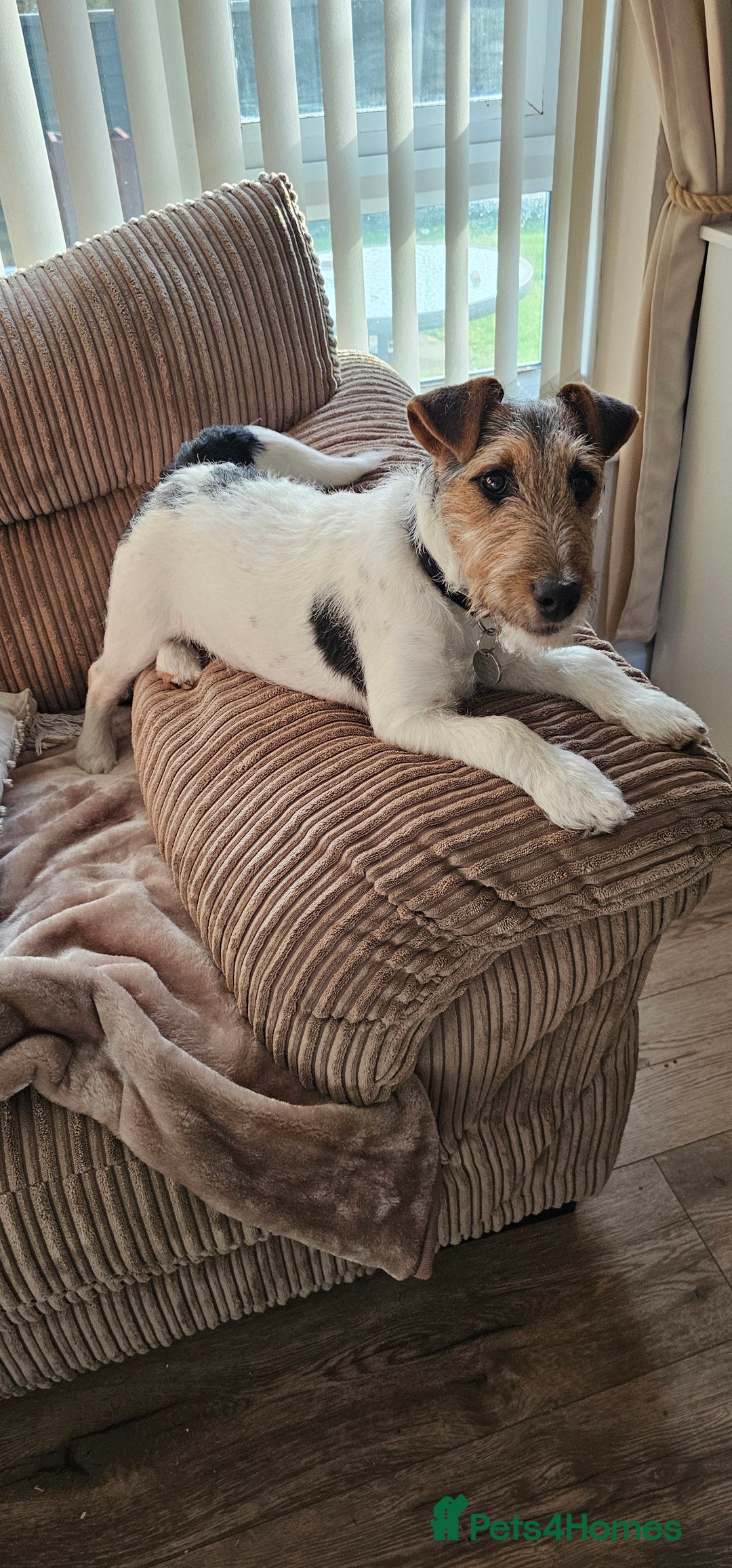 Mixed Breed dogs for sale: 6 Month Jack Russel needs good home - Advert 3