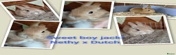 Mixed Breed rabbits for sale: Sweet Netherland x Dutch. 3 of 6 avail.now..  in Thetford - Advert 2