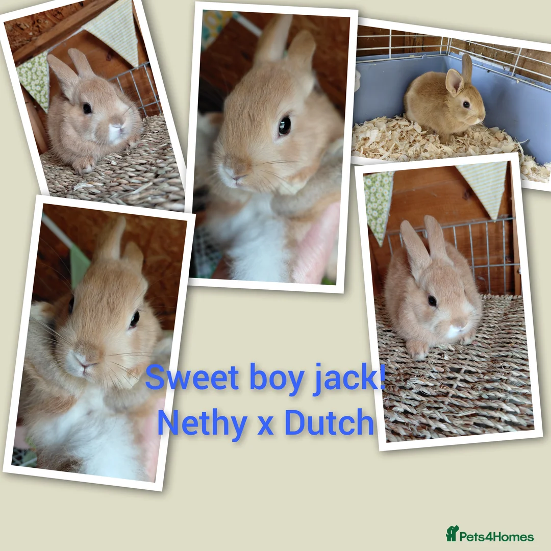 Mixed Breed rabbits for sale: Sweet Netherland x Dutch. 3 of 6 avail.now..  in Thetford - Advert 2