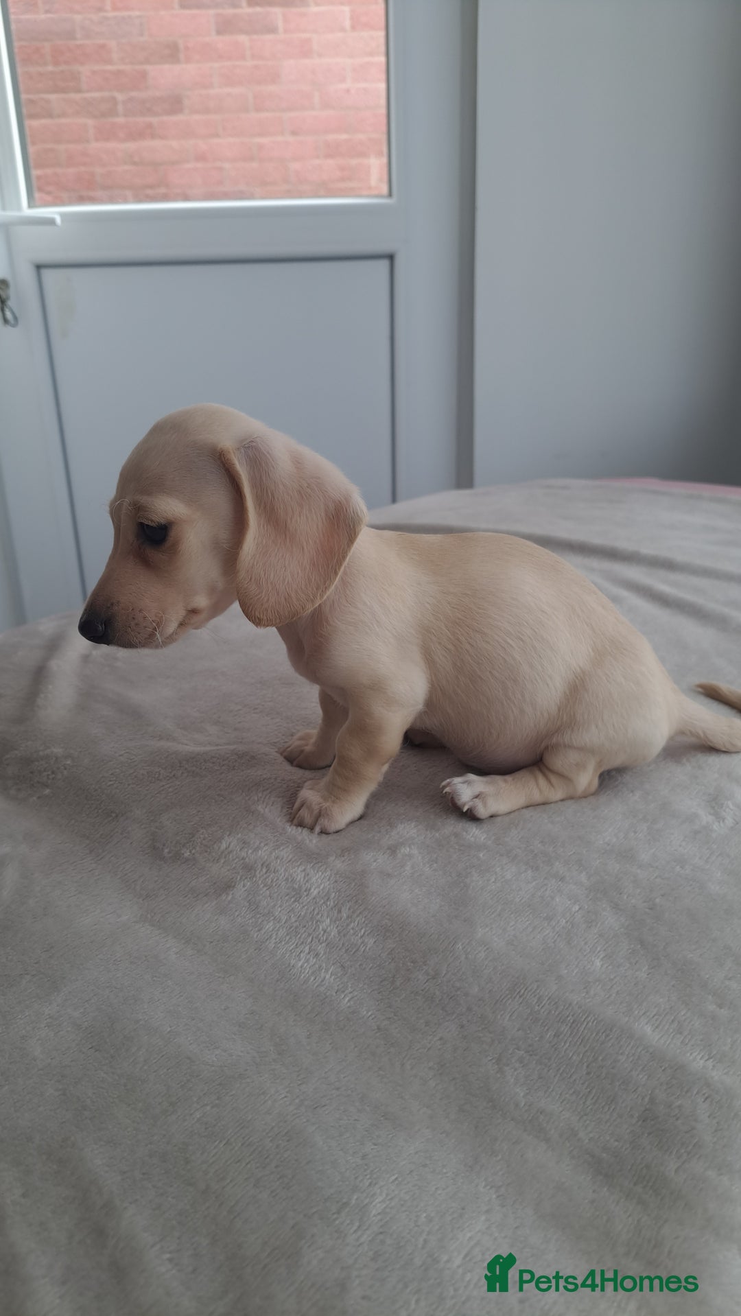 Dachshund dogs for sale: READY NOW - Miniature dachshunds cream girls  - Image 12