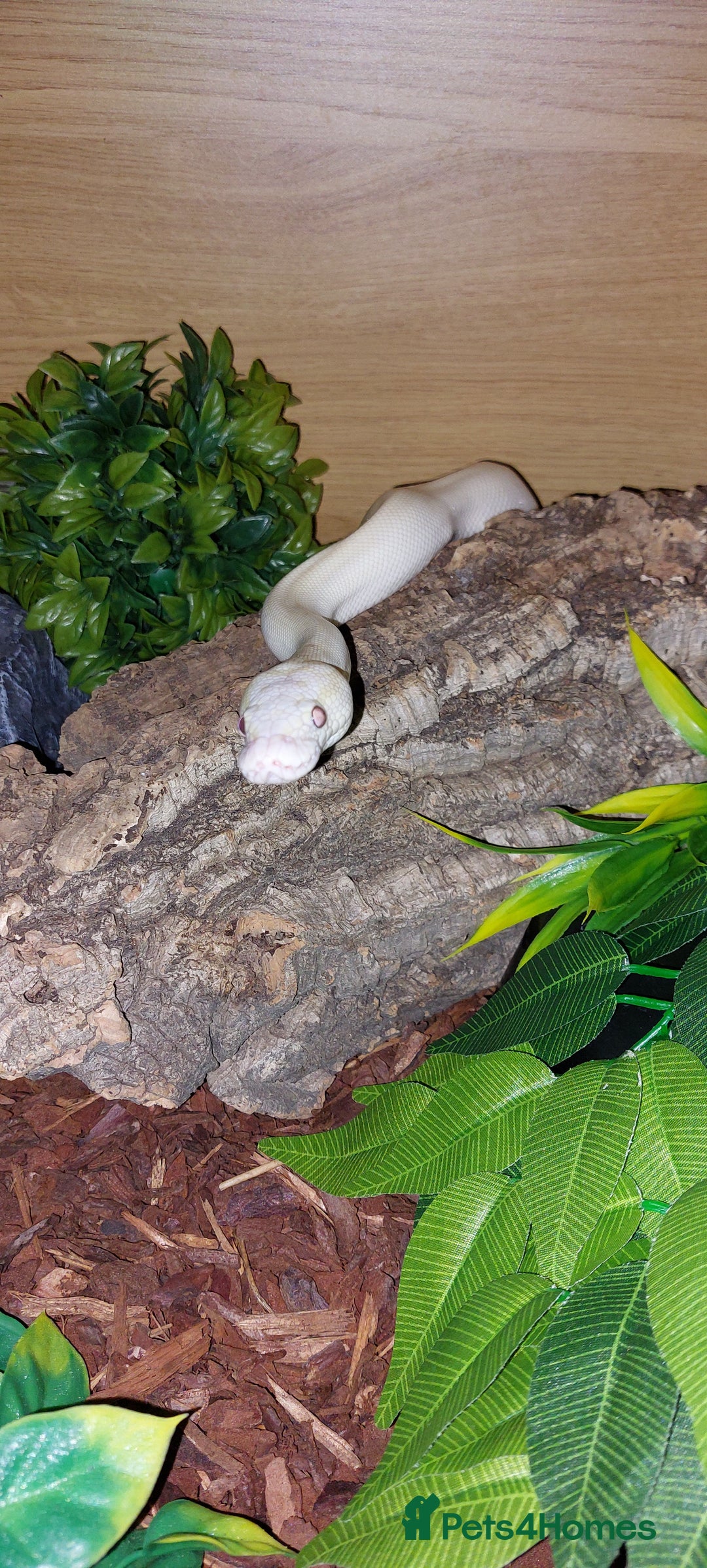 Python Snake reptiles for sale: Butter Special Royal Python W/full setup! - Image 4