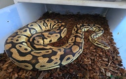Python Snake reptiles for sale: Ball pythons - Image 12