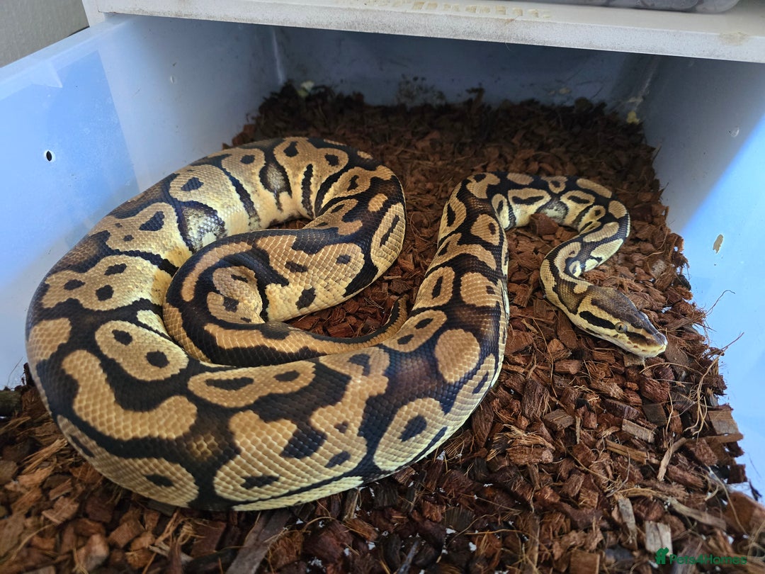 Python Snake reptiles for sale: Ball pythons - Image 12