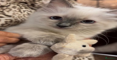 Ragdoll cats - Advert 4